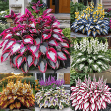 🔥Premium Rare Hosta Seeds💖🔥1 Pack-100 Seeds-GD