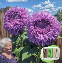 💥 🌻Rare Enchanting Giant Teddy Bear Sunflower Seeds