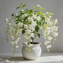🌼Rare Trailing Jasmine Seeds🪴Super easy to care - It keeps blooming even in winter！
