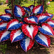 🎉Celebrate America's 250th 🌱Premium Rare Hosta Seeds🌿Shade-Tolerant Plant