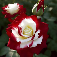 Grow Your Own Red & White Twin Rose at Home 🌹