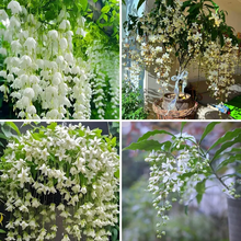 🌼Rare Trailing Jasmine Seeds🪴Super easy to care - It keeps blooming even in winter！