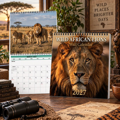 Wild African Lions 2027 Wall Calendar