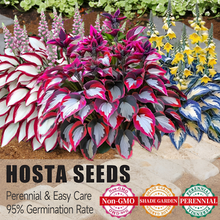 🔥Premium Rare Hosta Seeds💖🔥1 Pack-100 Seeds-GD