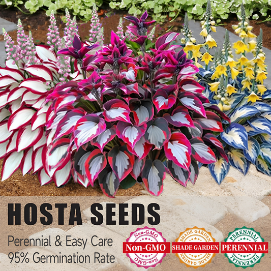 🔥Premium Rare Hosta Seeds💖🔥1 Pack-100 Seeds-GD