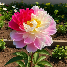 Rare Double Peonies 🌺That Bloom Big & Beautiful