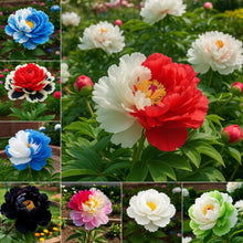 Rare Double Peonies 🌺That Bloom Big & Beautiful