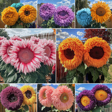 💥 🌻Rare Enchanting Giant Teddy Bear Sunflower Seeds