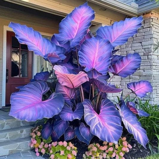 🌈 Giant Caladium Bulbs 🎊The color wizard that creates a dream garden 🌿✨