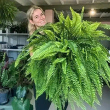 🏆Flash Sale⚡ 50K+ SOLD!🔥🌱 UV-Resistant Lifelike Artificial Boston Fern 🌳